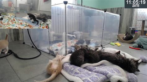 Kitkat playroom - Mama and 8 kittens (the Back to School litter) arrived on August 27, 2023. Kittens' DOB is August 22, 2023.Intake video: https://www.youtube.com/watch?v=R_O...